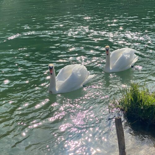 4 TREES Holiday House