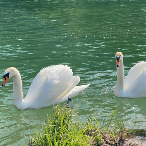 4 TREES Holiday House